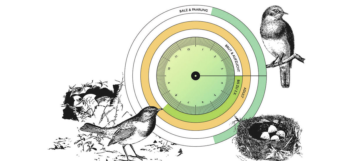 Ein kreisförmiges Diagramm beschreibt das Heranwachsen von Vögeln von Balz und Paarung über Brut und Aufzucht bis hin zum Erwachsenenalter. Ergänzt wird das Diagramm mit der grafischen Darstellung von zwei Vögeln und einem Nest mit Eiern.